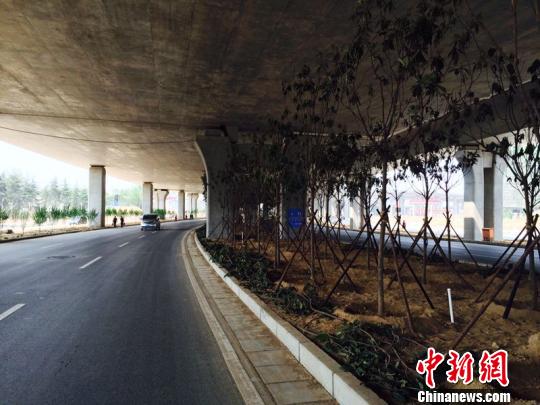 郑州市西三环快速立交桥下新栽种的部分枇杷树。　曹铮摄