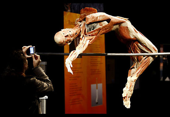 柏林将建重口味博物馆 展出尸体可见肌肉器官