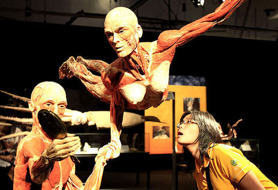 柏林将建重口味博物馆 展出尸体可见肌肉器官