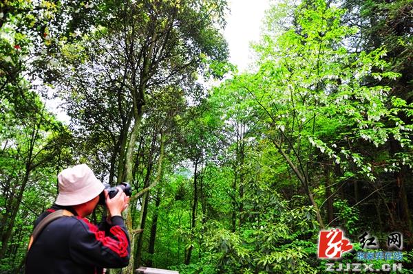 张家界核心景区鸽子花惊艳开放（组图）