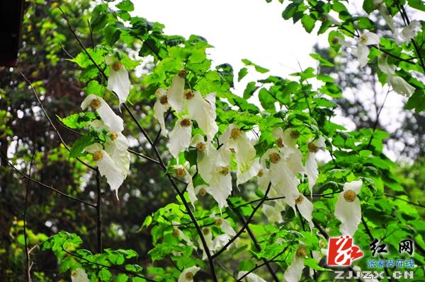 张家界核心景区鸽子花惊艳开放（组图）