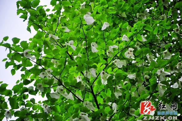 张家界核心景区鸽子花惊艳开放（组图）