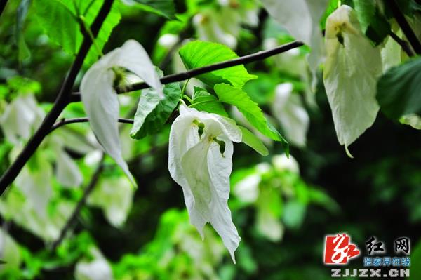 张家界核心景区鸽子花惊艳开放（组图）