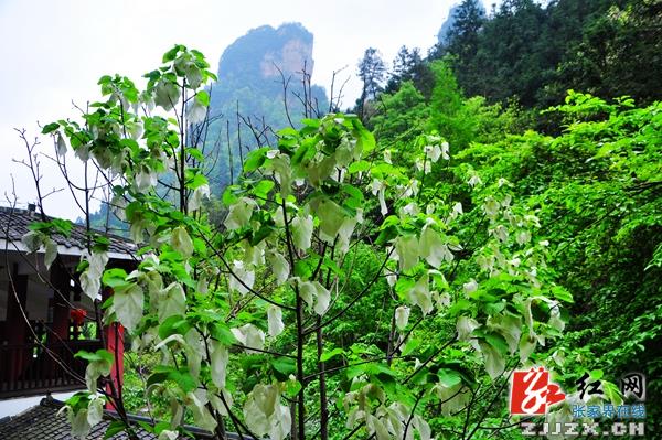 张家界核心景区鸽子花惊艳开放（组图）
