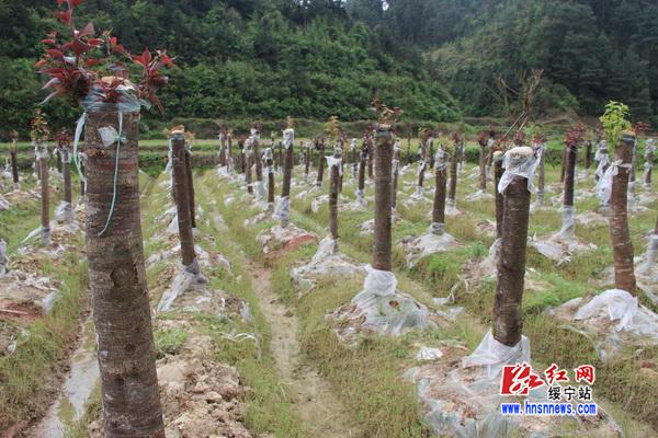 东山红叶樱花苗木基地