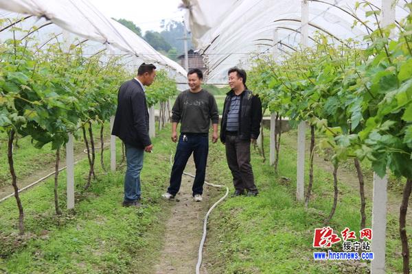 绥宁县东山乡干部在葡萄标准化生产基地调研