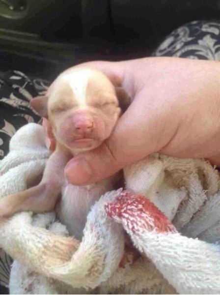 内蒙古阿拉善左旗挖坑活埋流浪狗