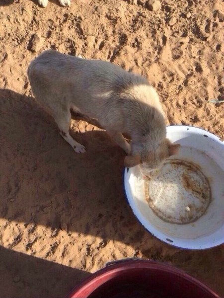 内蒙古阿拉善左旗挖坑活埋流浪狗