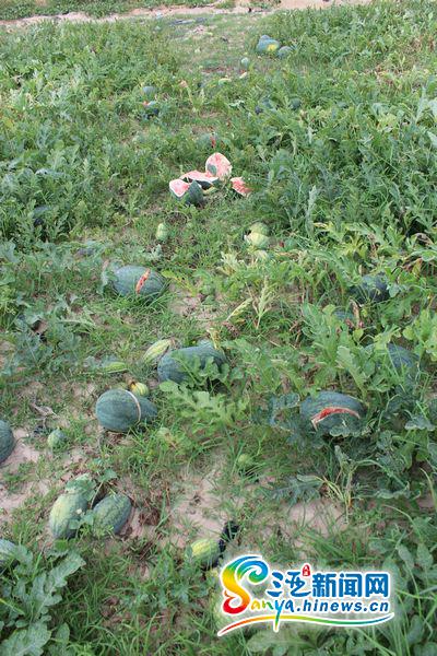 被砸坏的西瓜(三亚新闻网记者马伟元摄)