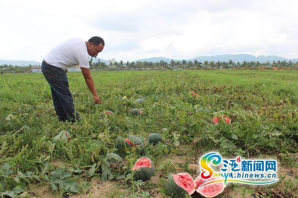 被砸坏的西瓜(三亚新闻网记者马伟元摄)