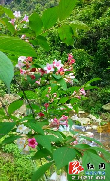 张家界百丈峡山花“变色”似锦带（组图）
