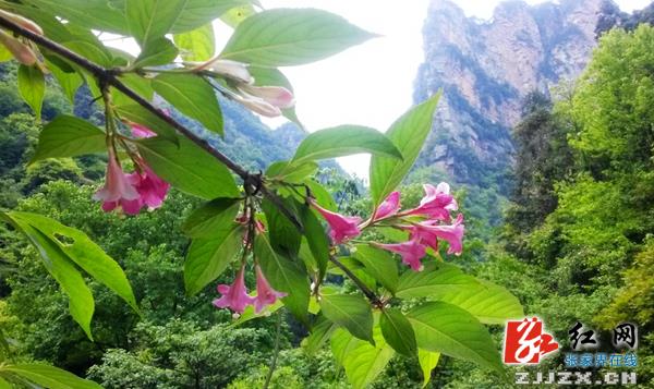张家界百丈峡山花“变色”似锦带（组图）