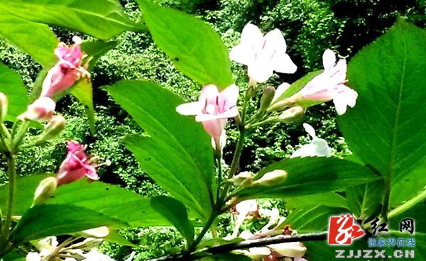 张家界百丈峡山花“变色”似锦带（组图）