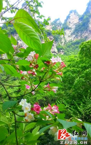 张家界百丈峡山花“变色”似锦带（组图）
