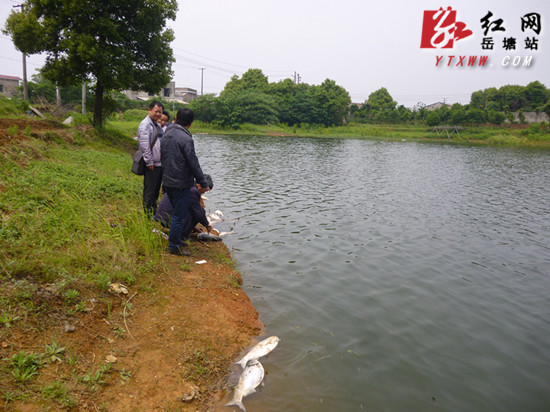 快速反应 区畜牧水产局成功处置一起池塘死鱼事件