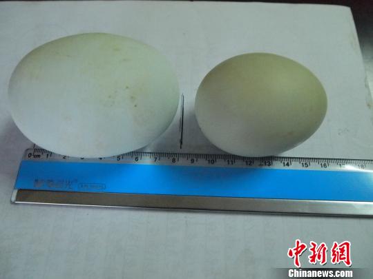 江西都昌五黑鸡产下罕见巨型绿壳“蛋中蛋”(图)