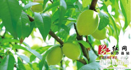 长沙县白沙镇千亩水果均已挂果 端午节后可开