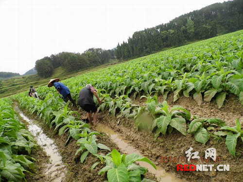 隆回县西洋江镇碧山村烟农积极开展生产自救