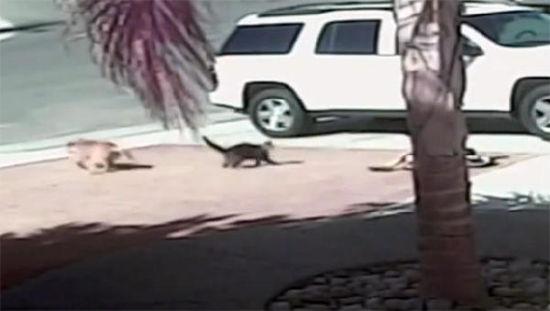 小猫咪勇敢从赶走了大狗，救下了小主人。（图片来源：美国媒体） 