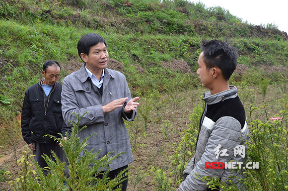 27岁的刘光聪从江苏回来，在罗峰村是第一批种红豆杉的。辰溪县委书记杨一中[中]对种植收益情况一一询问