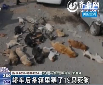 从后备箱里取出来的19只死狗。（视频截图）