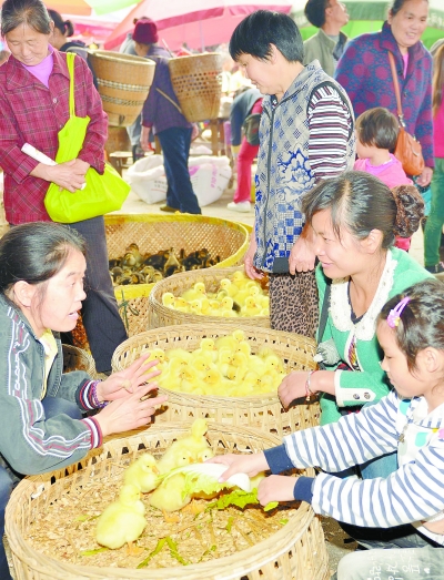 农民在吉首市乾州农贸市场购买鸭仔