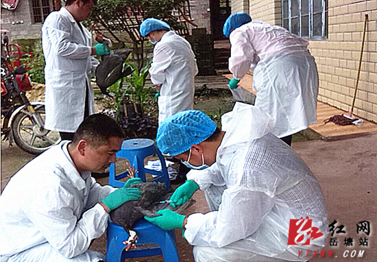 掌握动物疫病疫情动态 岳塘区对各畜禽监测点进行检测