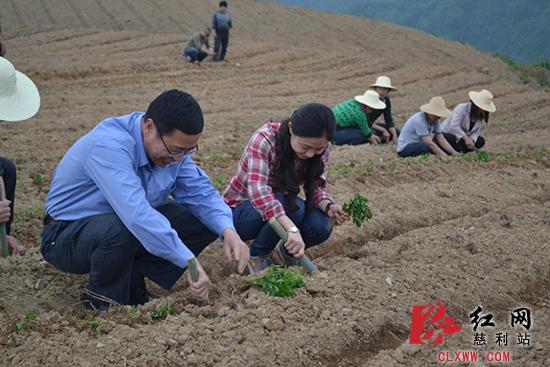 慈利县委书记邱初开深入洞溪乡住农家问农事干农活