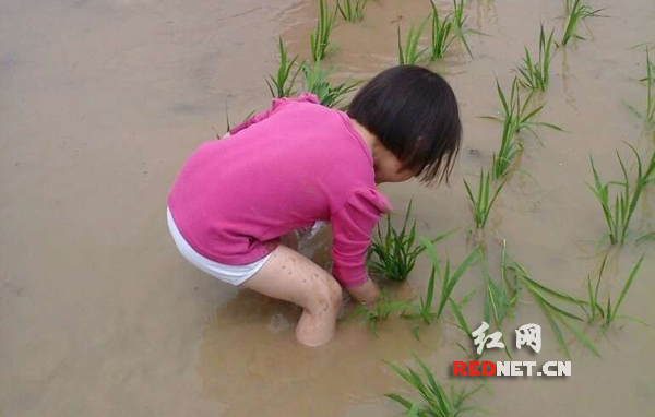 四岁宝宝插秧萌翻网友