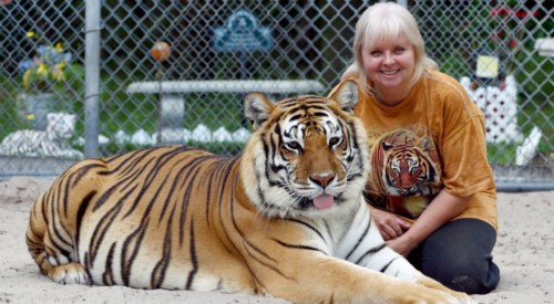 已经12岁的简达是一只重约400磅的橙色孟加拉虎