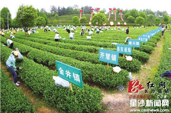 长沙县八大农业产业聚力齐发