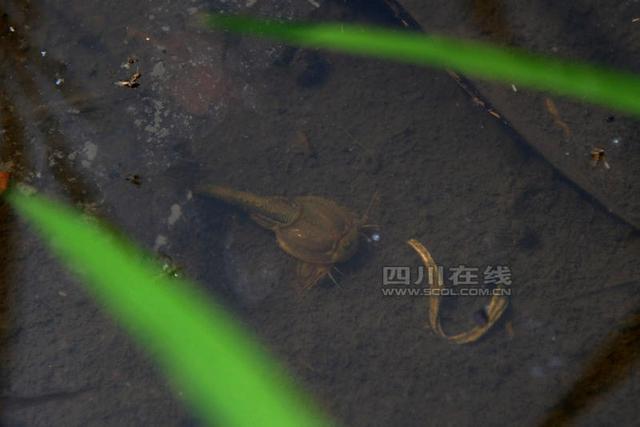 恐龙时代生物现身四川水田 外形似鱼又似虾(图)