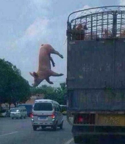 猪从车上跳下