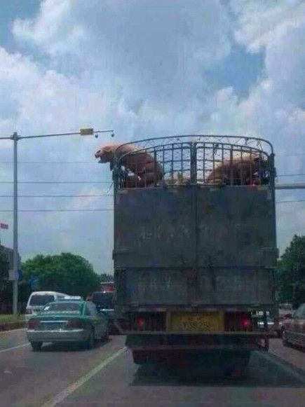 猪在运送途中