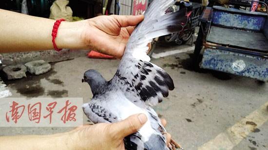 陌生信鸽降落店铺 双翼被剪羽要等秋天才重飞(图)