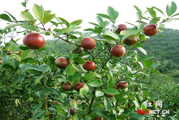 华林实业现已高标准栽植油茶林4万多亩。并建成了600万株油茶种苗基地,每年可生产优质种苗60多万株。