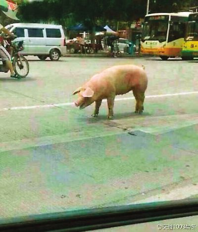 “越狱猪”网络蹿红