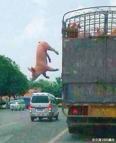 “越狱猪”网络蹿红