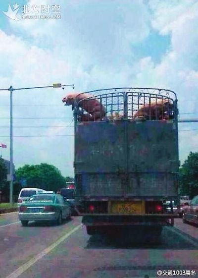 “越狱猪”网络蹿红