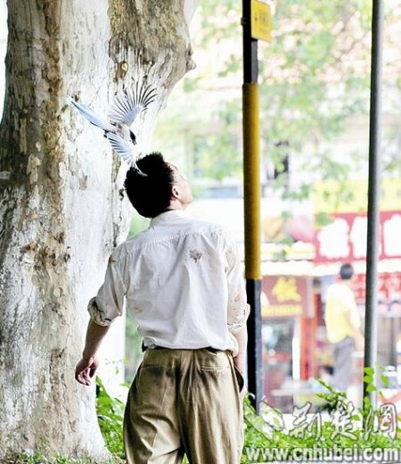 图为：华中农业大学校外，守护坠地雏鸟的喜鹊妈妈接连袭击多名路人 记者胡九思摄