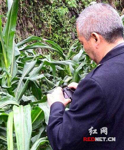 农艺师在记录玉米病害