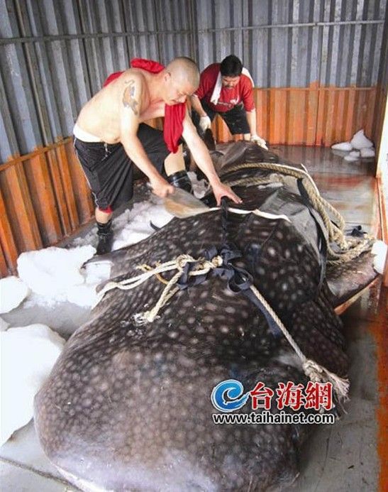 厦门鱼店惊现巨型豆腐鲨 长5.8米重达2吨(图)