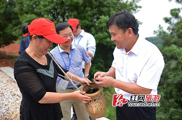 一位戴着“靖州杨梅节”字样帽子的梅农采了一筐杨梅，鼓起勇气请靖州县委书记钦代寿（右）品尝，钦代寿笑着边吃边跟梅农聊起了天。