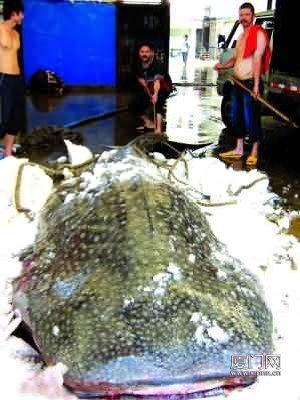 厦门市场现巨型豆腐鲨 长5.81米重达2吨(图)