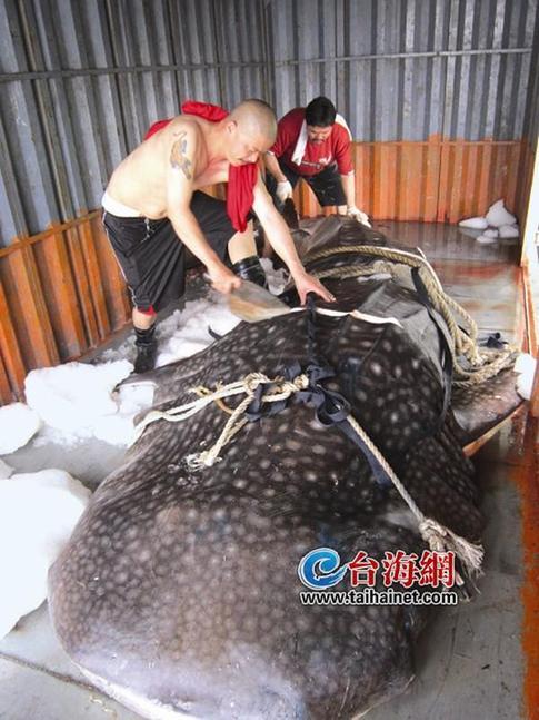 厦门市场现巨型豆腐鲨 长5.81米重达2吨(图)