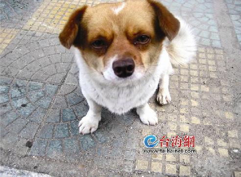 小狗马路边死去 同伴不吃不喝生死相守2天(图)