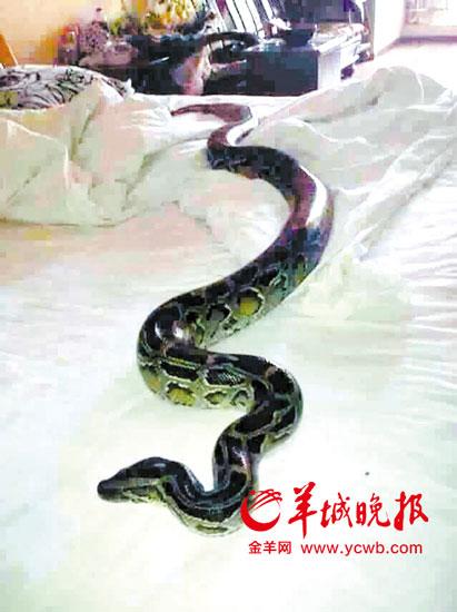 东莞市民掀开被子见巨蟒 疑因天热来“避暑”
