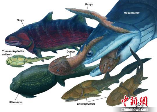 中国发现4.23亿年前志留纪最大脊椎动物钝齿宏颌鱼