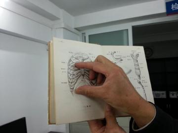 泸州医学院专家指出3-11肋骨的位置。