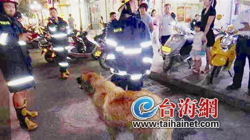 长约1米大狗闹市闲逛 市民惊慌报警求助(图)